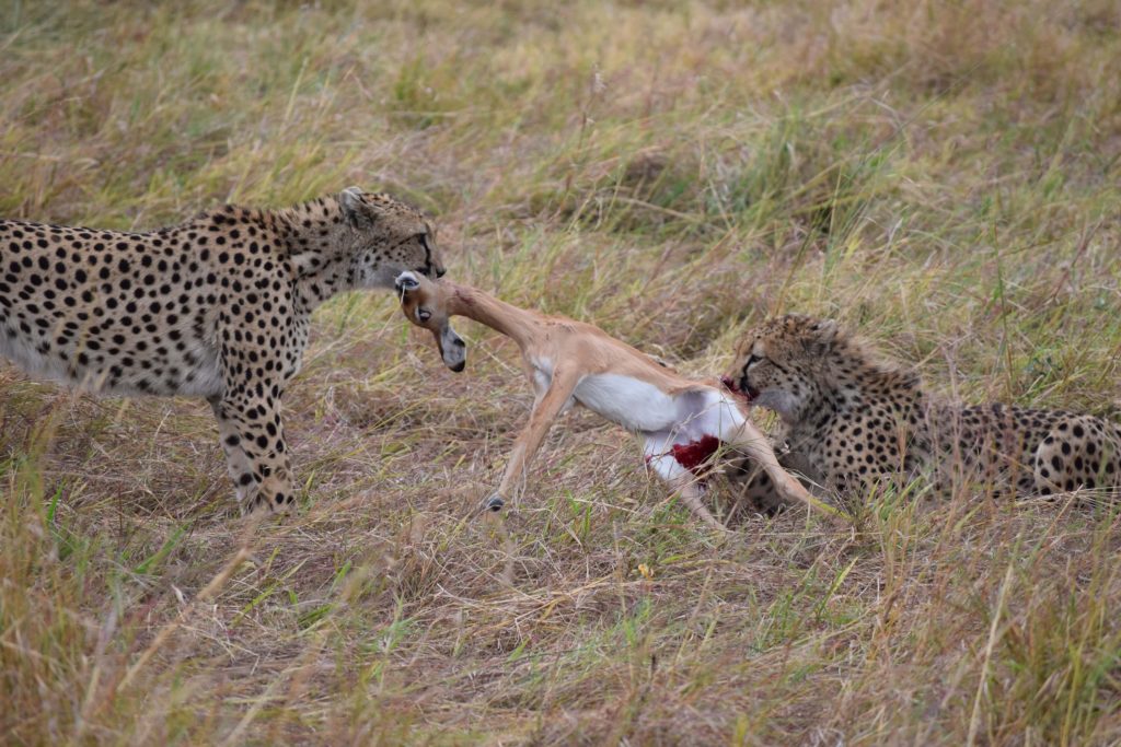 cheeta in Masai Mara National Park Kenya