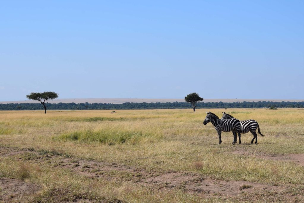 zebra in Masai Mara National Park Kenya