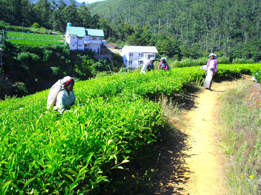 tea plantation in Kandy Sri Lanka